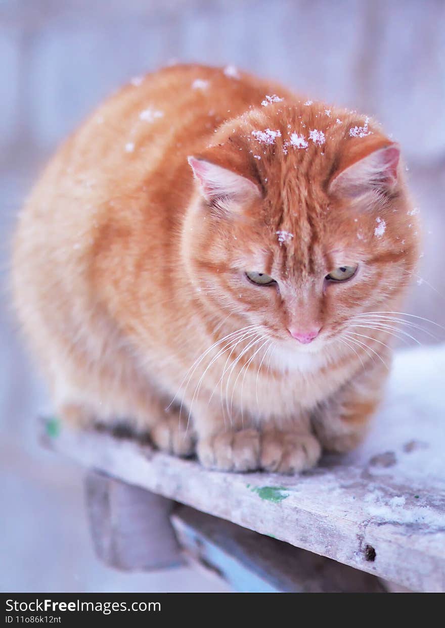 Cute little ginger cat sitting on fresh snow outdoors in winter garden during snowfall. Furry cat on snowy frosty winter day