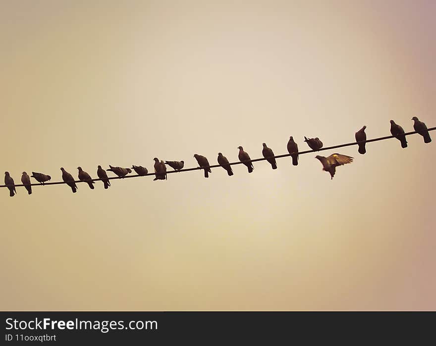 It always takes courage to take the first step and be a leader. Shot this while taking a cab ride in New Delhi. As I was waiting for the traffic signal to turn green, I noticed this big flock of pigeons sitting on the transmission lines. I noticed them for a good four to five minutes and none of them moved a bit as if they all were waiting for something to happen. Suddenly, one of them took the leap and within seconds, all followed. It always takes courage to take the first step and be a leader. Shot this while taking a cab ride in New Delhi. As I was waiting for the traffic signal to turn green, I noticed this big flock of pigeons sitting on the transmission lines. I noticed them for a good four to five minutes and none of them moved a bit as if they all were waiting for something to happen. Suddenly, one of them took the leap and within seconds, all followed.