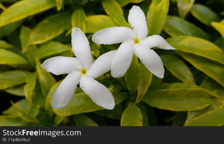 This type of jasmine has a star-shaped crown, so it is called star jasmine. This type of jasmine has a star-shaped crown, so it is called star jasmine