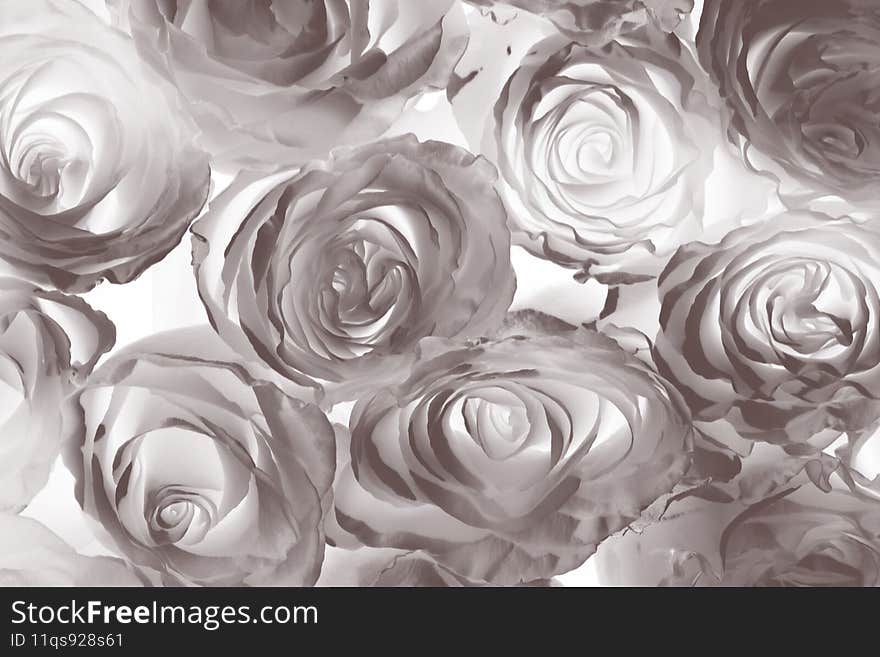 Colorful roses background - natural texture of tenderness and love from close-up of yellow-orange roses. Colorful roses background - natural texture of tenderness and love from close-up of yellow-orange roses