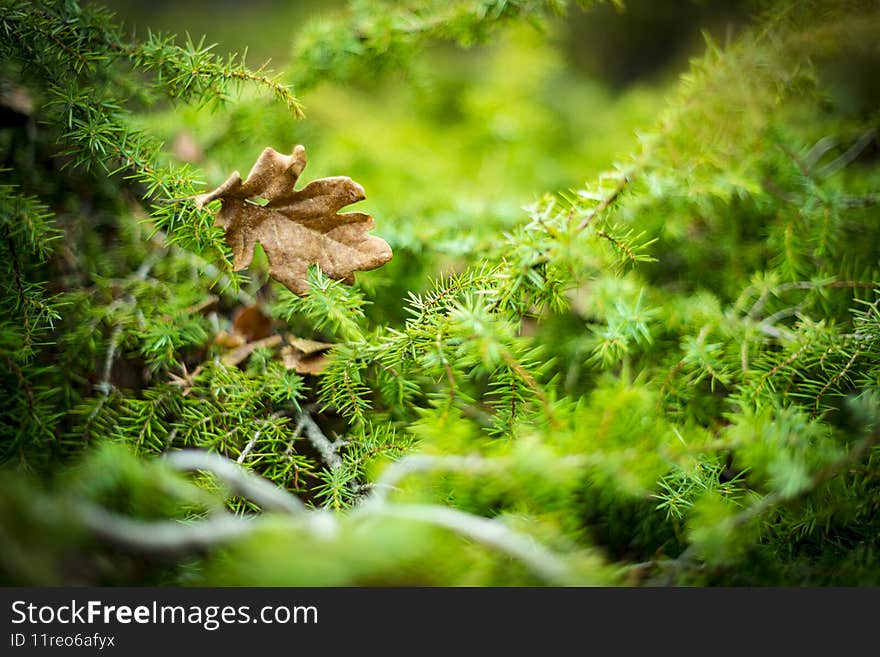close up beautiful bright Green moss grown up and Drop of water cover the rough stones and on the floor in the forest.