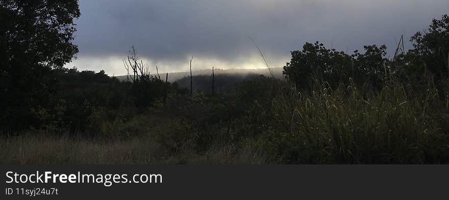 Spring in Waimea Canyon on Kauai Island in Hawaii.