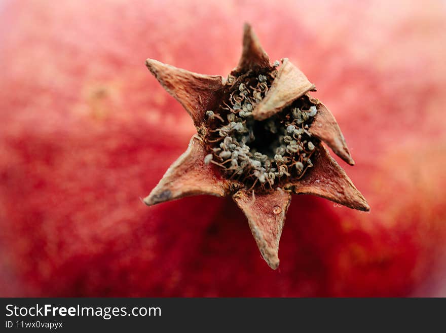 Close-up of a ripe pomegranate fruit stem. Garnet color.
