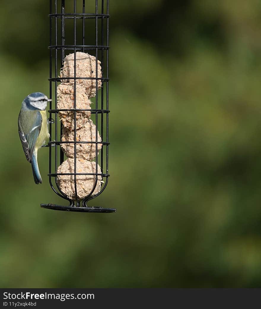 A vertical shot of a cute little bird sitting on a bird feeder