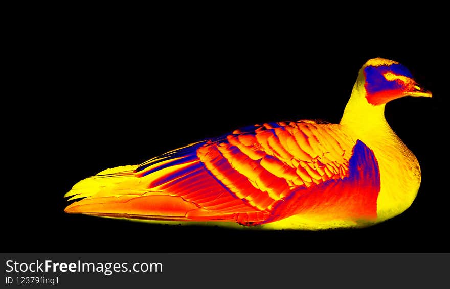 Wild Goose, Canada goose is sitting, Scanning the animal`s body temperature with a thermal imager. Wild Goose, Canada goose is sitting, Scanning the animal`s body temperature with a thermal imager