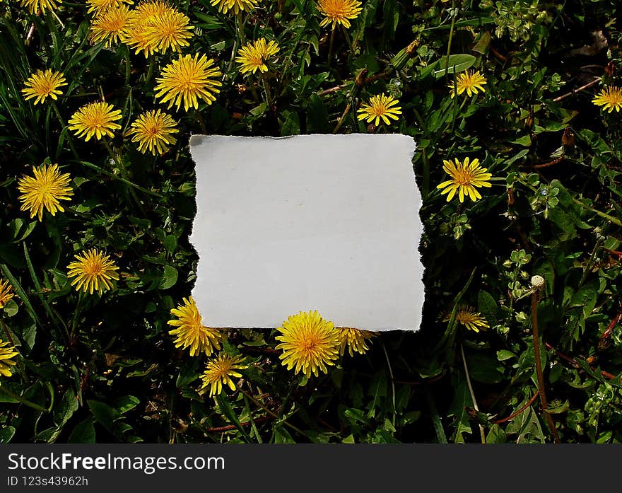 Color photography blank white notepaper sheet lies on the green grass with yellow dandelion flowers in the background. Color photography blank white notepaper sheet lies on the green grass with yellow dandelion flowers in the background