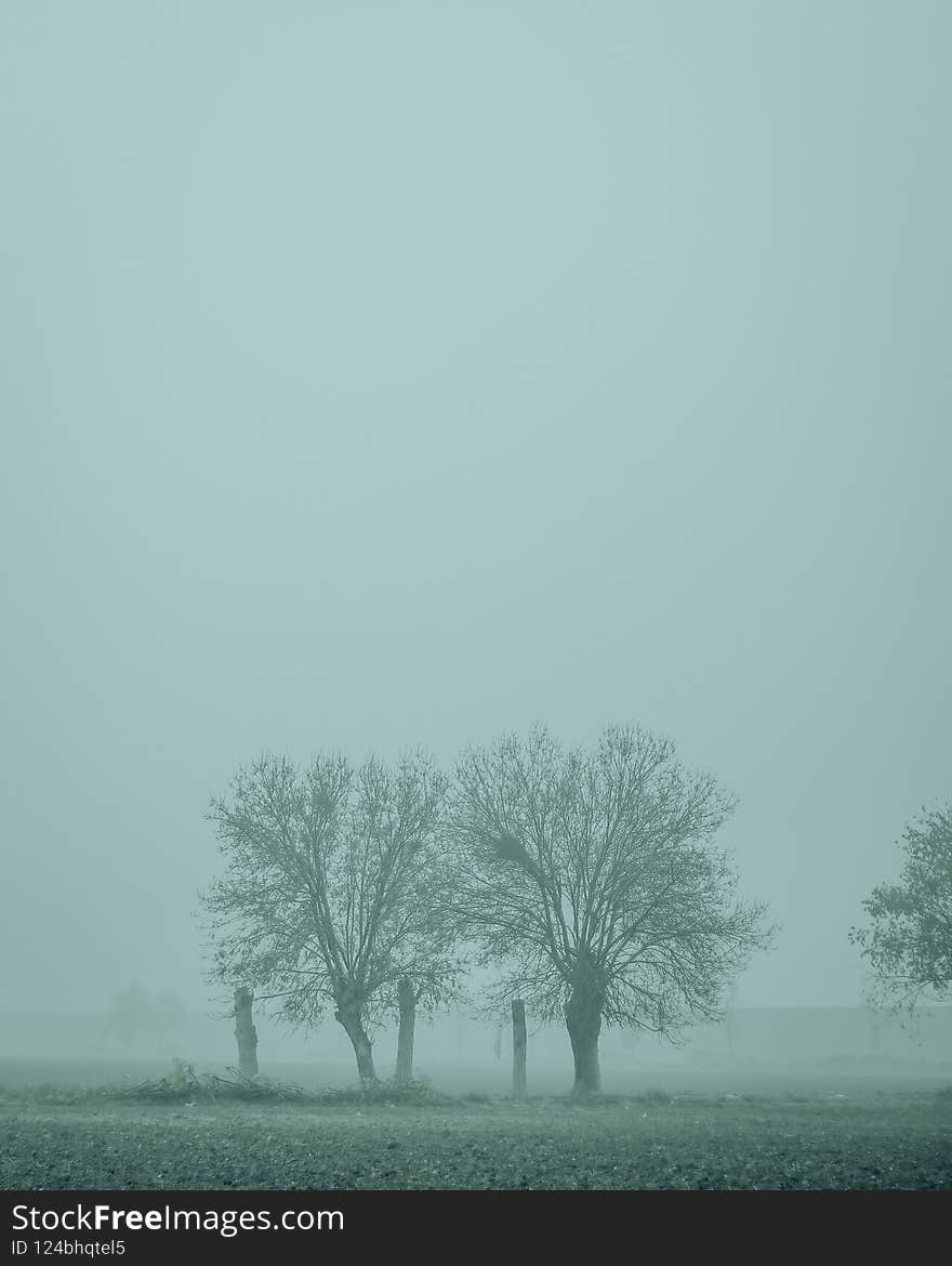 Trees on a farm in the countryside  with foggy weather  - autumn cold day. Trees on a farm in the countryside  with foggy weather  - autumn cold day