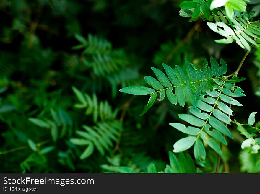 Green leaves background with selective focus and copy space with blurry dark green background frame.
