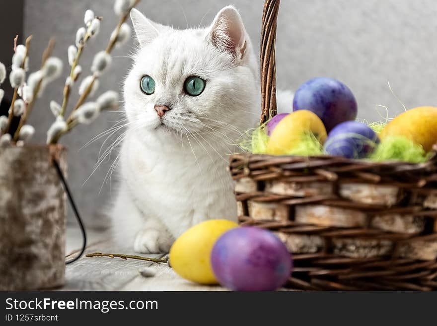 White cat looks at Easter colorful eggs. Painted eggs in a corns. British breed. Close-up. High quality photo