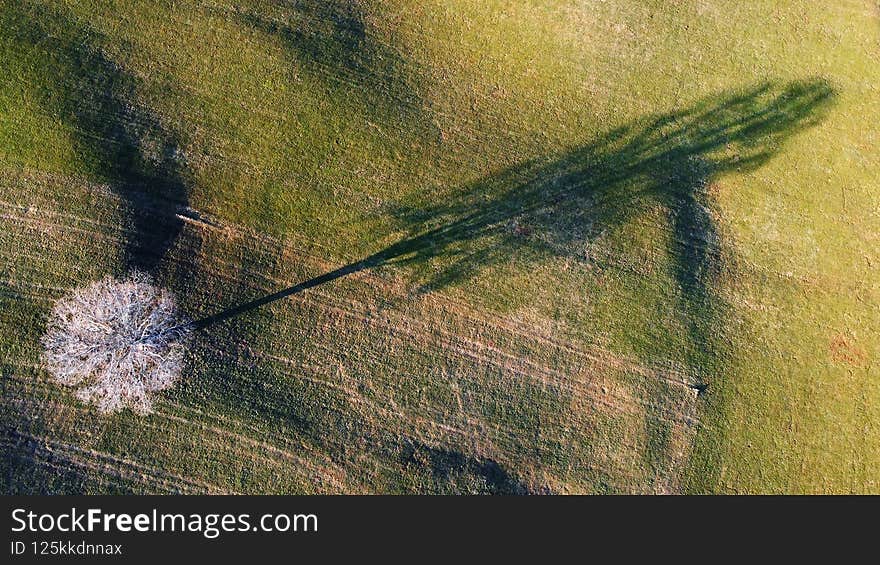 Aerial drone shot of meadow with tree casting long shadow.
