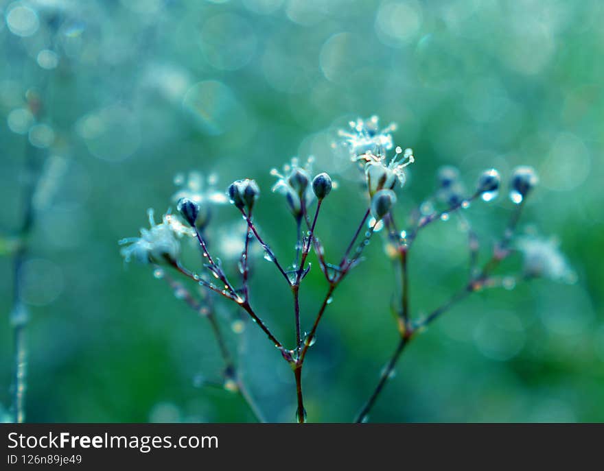 White flowers and dew drops on blue bokeh background, gypsiphila branch. White flowers and dew drops on blue bokeh background, gypsiphila branch