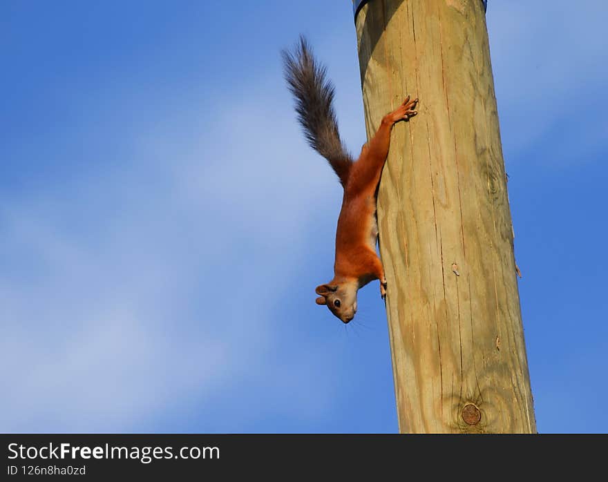 Red squirrel with fluffy tail on wooden pole in the village. Red squirrel with fluffy tail on wooden pole in the village