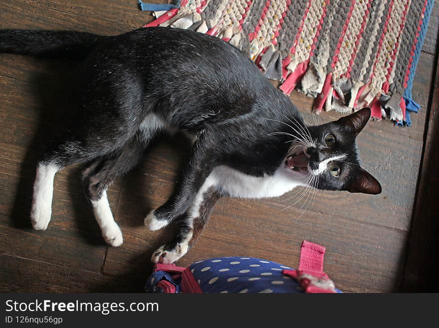 Surprised cat plays on the floor of a country house. a bright bag next to it and a bright homemade rug on the wooden floor. Surprised cat plays on the floor of a country house. a bright bag next to it and a bright homemade rug on the wooden floor