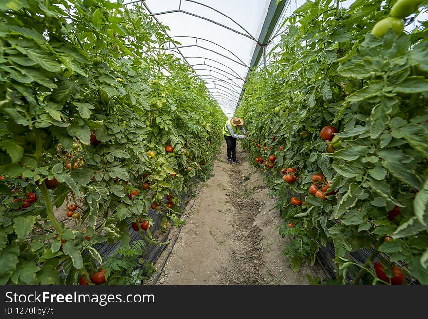 A young farmer works in tomato garden.
