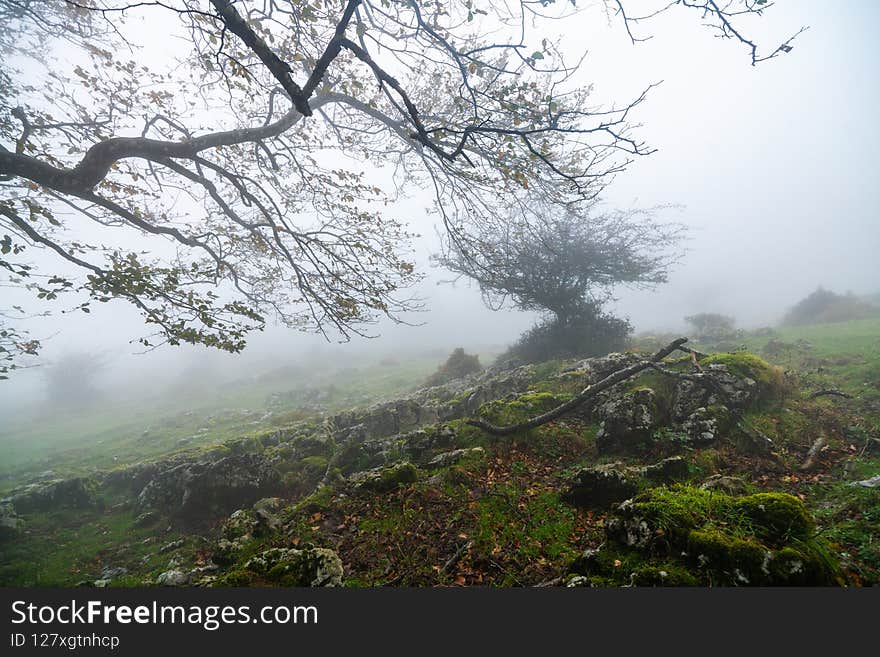 Colorful autumn in Otzarreta forest in Gorbea Natural Park, Spain.