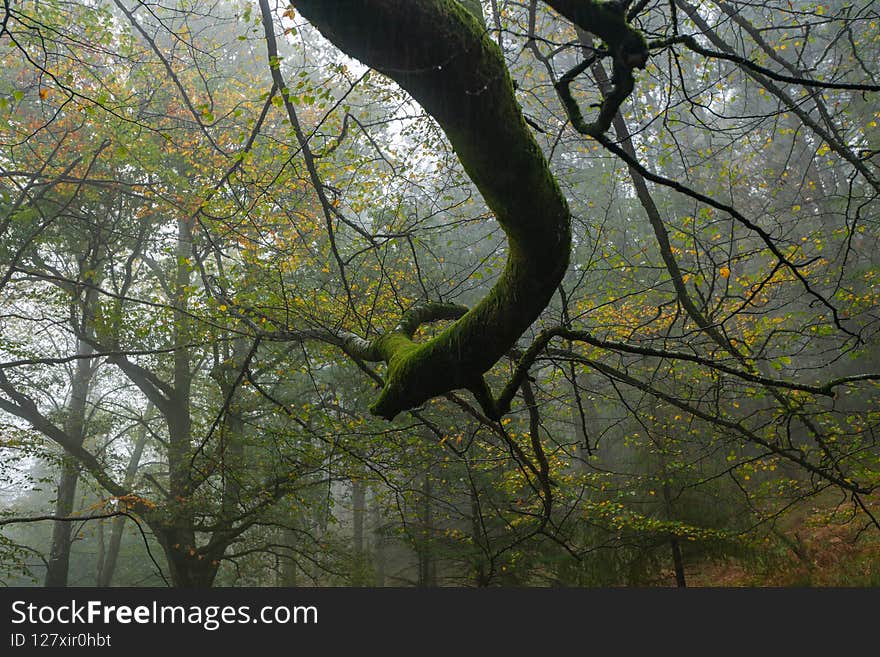The falling leaves colors the autumn season in the forest. Otzarreta forest, Gorbea Natural Park, Bizkaia, Spain.