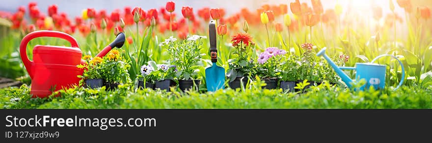 Beautiful flower seedlings growing in the soil at the garden. Watering cans standing on the earth. Gardening hobby concept.