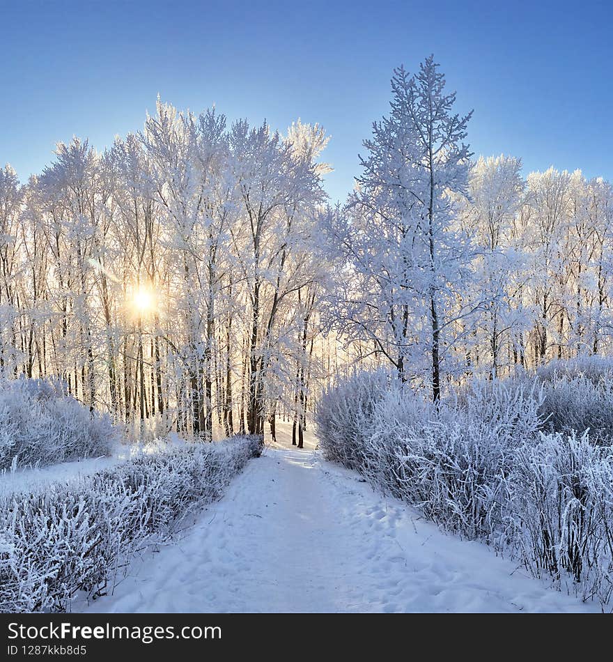 Beautiful winter park, trees in a hoarfrost, sunset