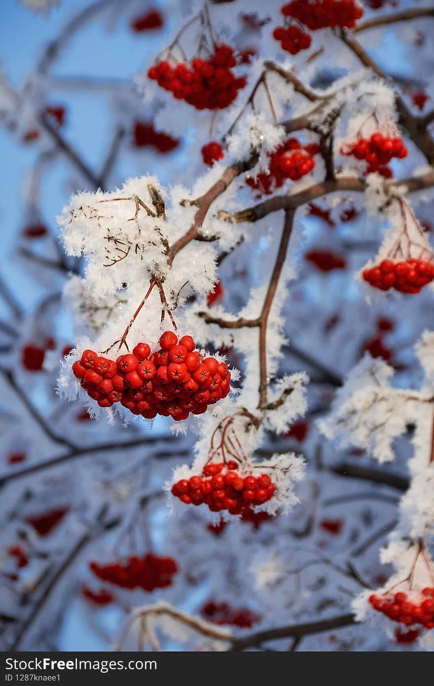 Beautiful rowan branch in hoarfrost, winter day