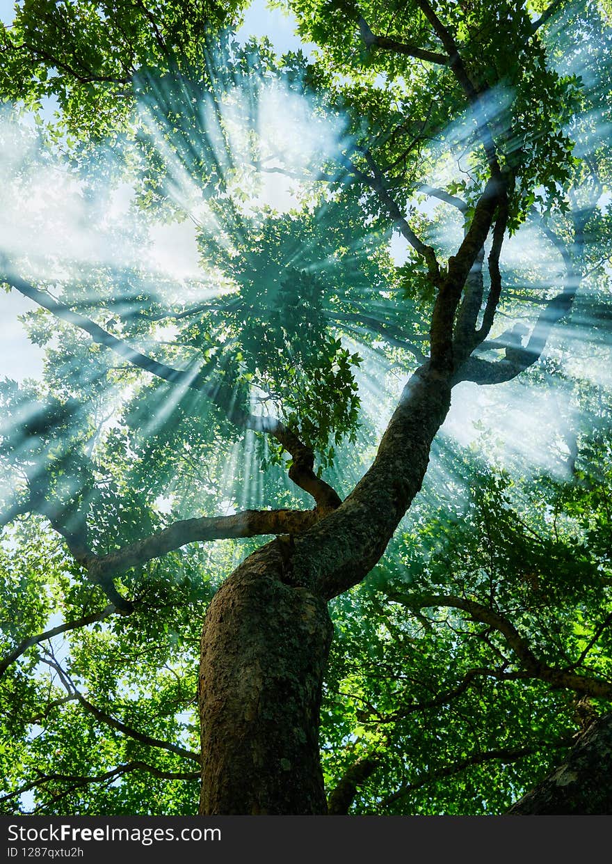Sunbeams pour through trees in misty forest. High quality photo