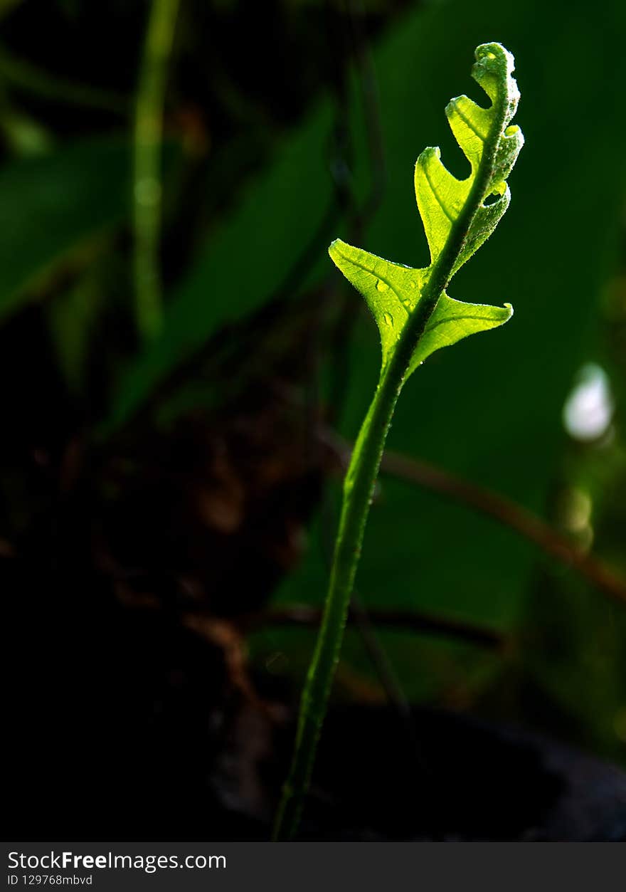 Close-up Freshness green leaves of Oak-Leaf fern on natural background
