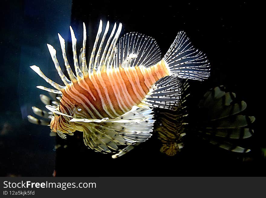 VGP marine kingdom -  Gorgeous Lion fish. VGP marine kingdom -  Gorgeous Lion fish