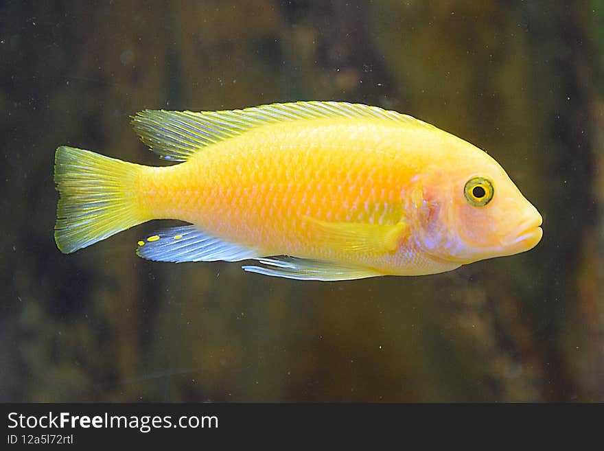 The Yellow Morph fish