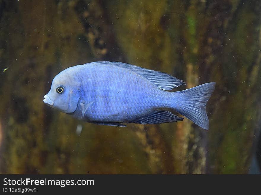 VGP marine kingdom -  The blue dolphin morph fish . Chi-child variety. VGP marine kingdom -  The blue dolphin morph fish . Chi-child variety