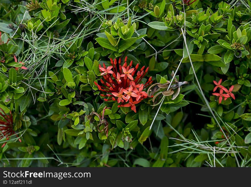 Red Santan plant. Red and unique backround gren bokeh dan gren dark. Red Santan plant. Red and unique backround gren bokeh dan gren dark