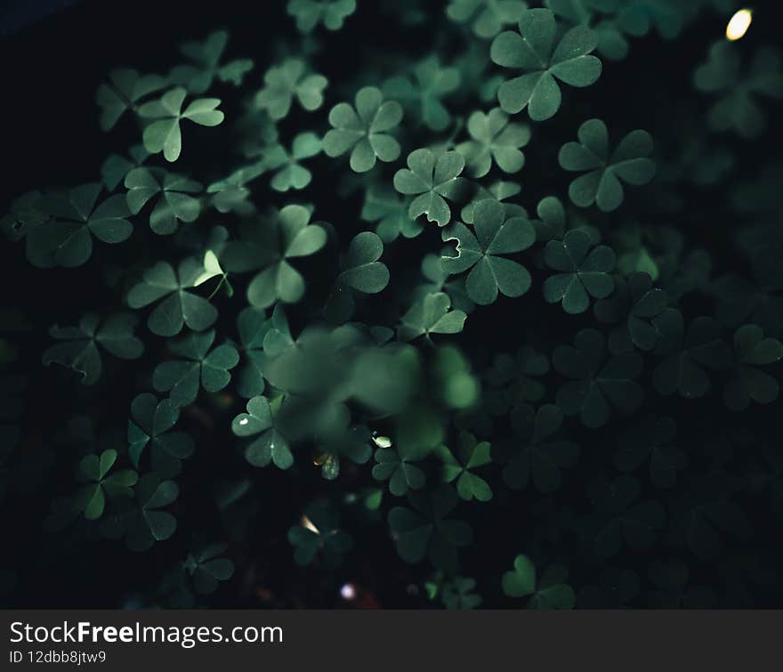 Close-Up Of  Dark green leaves black background