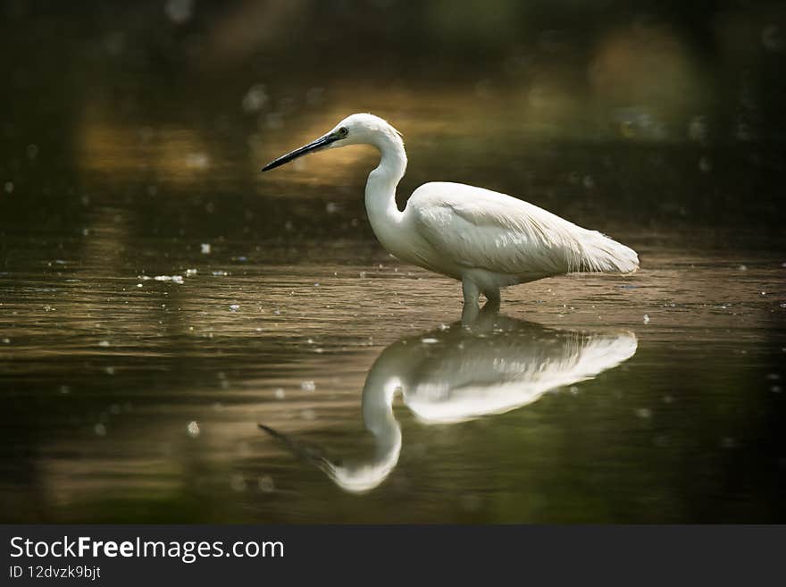Beautiful white little egret heron small heron bird standing in the water on nature background. Beautiful white little egret heron small heron bird standing in the water on nature background