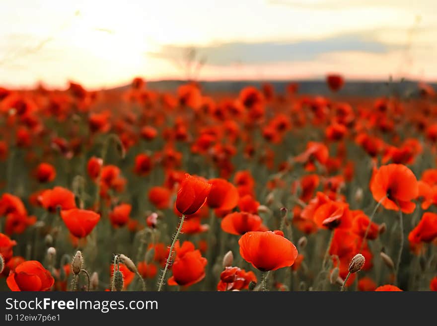 Fields With Red Poppies At Sunset.