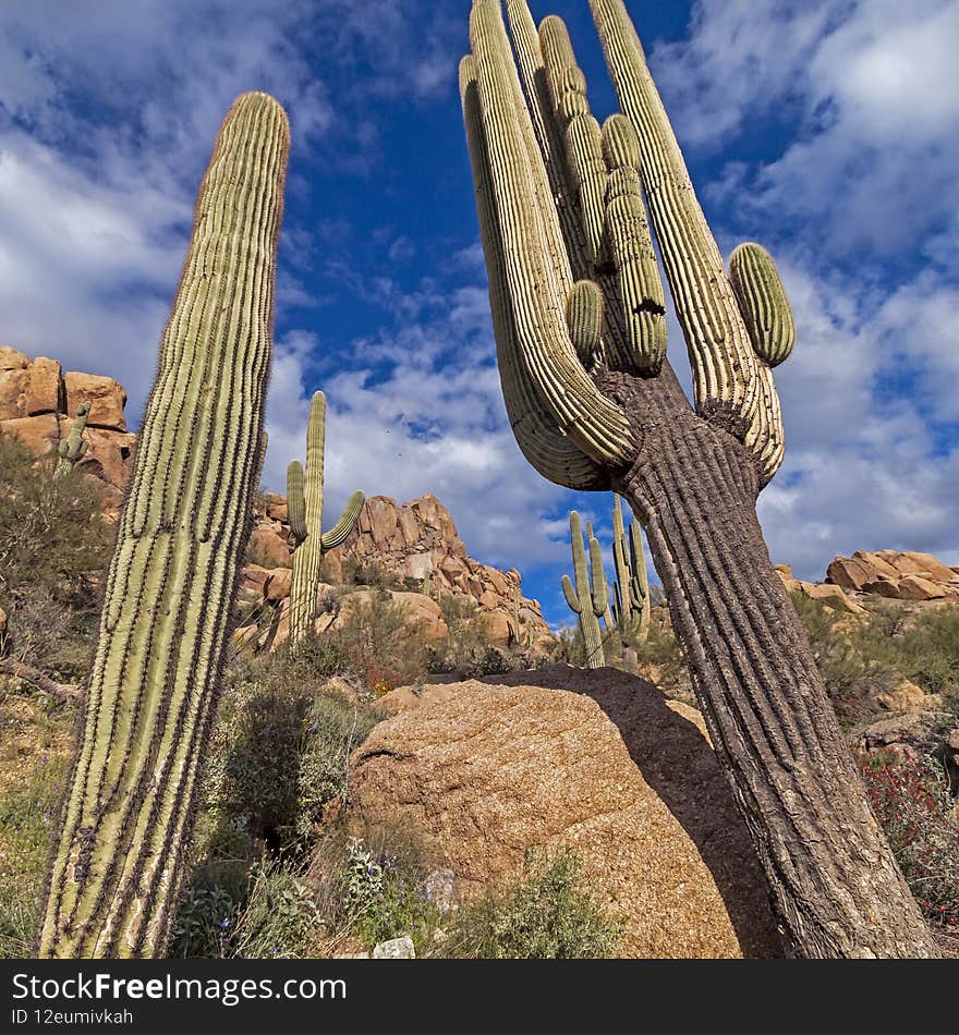 Close Up Image Of Saguaro Cactus In Arizona Desert