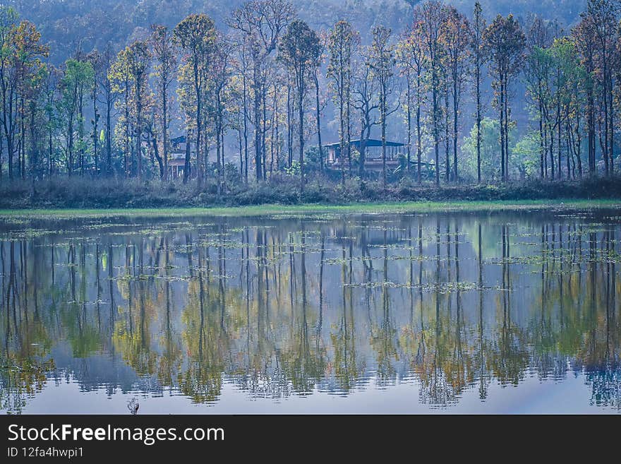 Reflection of trees in water