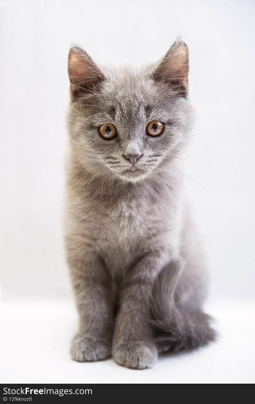 Cute grey domestic kitten on light background vertical photo