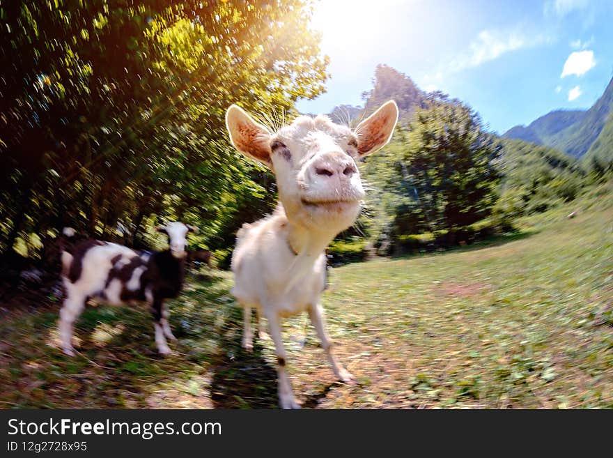 White muzzle of a young goat. Photo is blurry