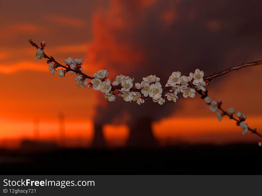 White very beautiful apricot color on the background of a nuclear power plant