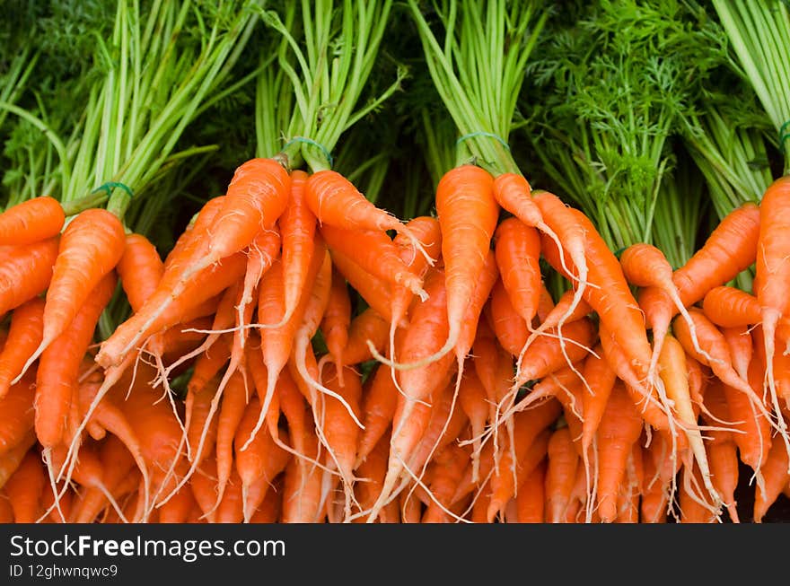 Fresh baby carrot bundle after harvested from the farm ready for cooking or sell at the market
