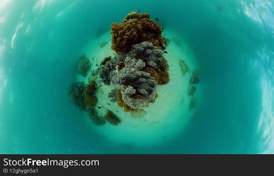 Coral Reef And Tropical Fish Underwater. Philippines.