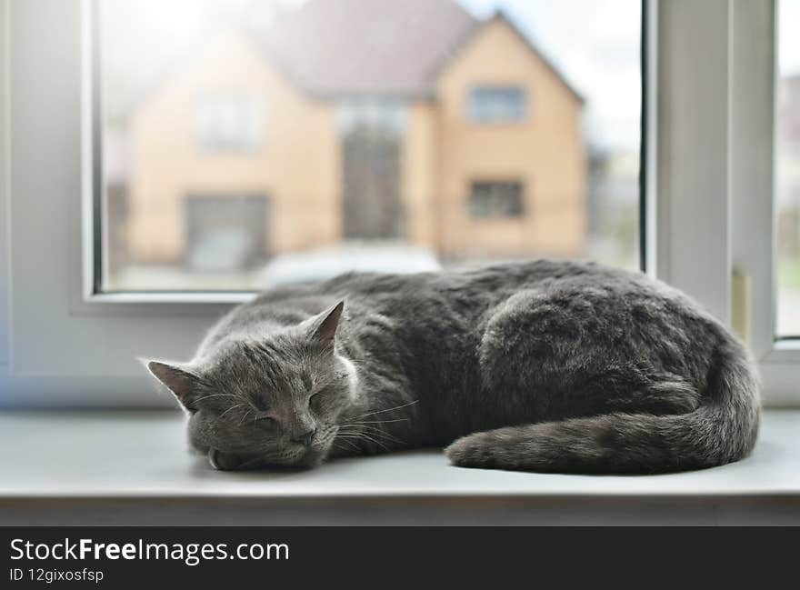 Gray cat of British breed sleeps on the windowsill