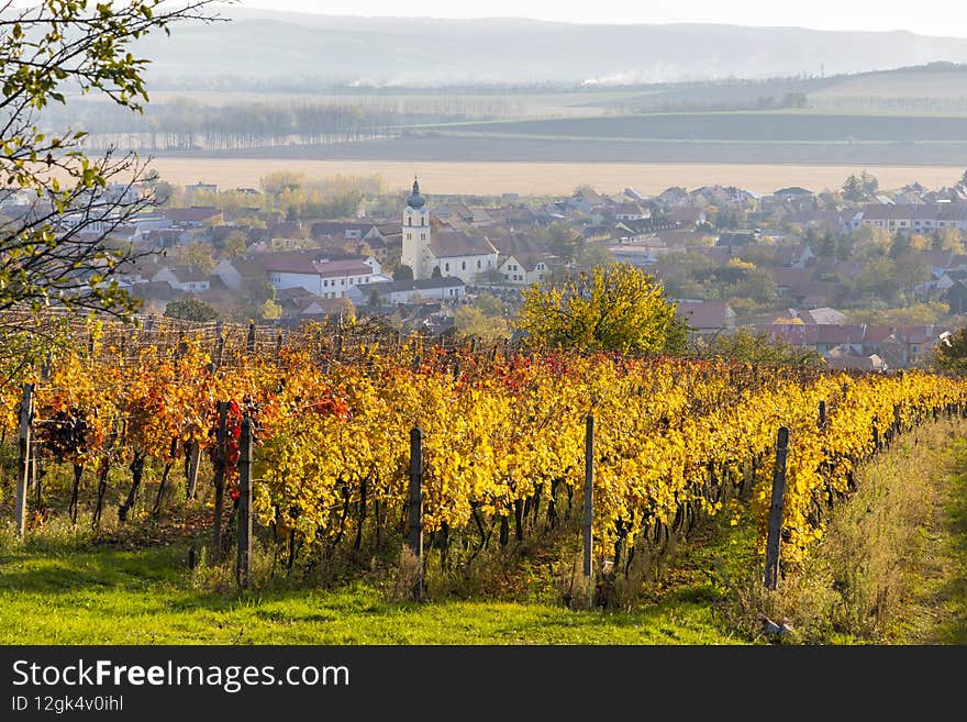 Autumn vineyards in Blatnice pod Svatym Antoninkem, Southern Moravia, Czech Republic