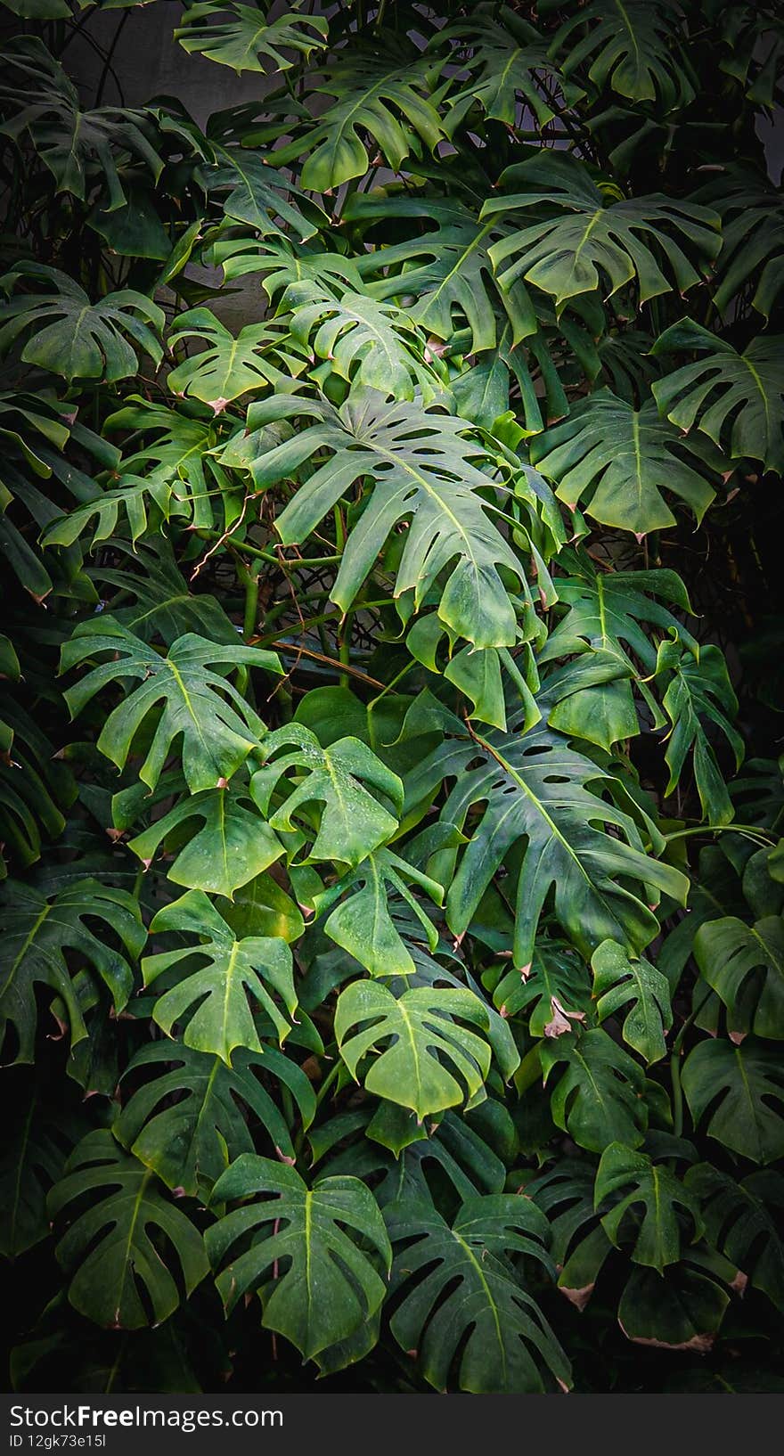 Close up of monstera foliage, tropical nature vertical background, toned image with vignette.