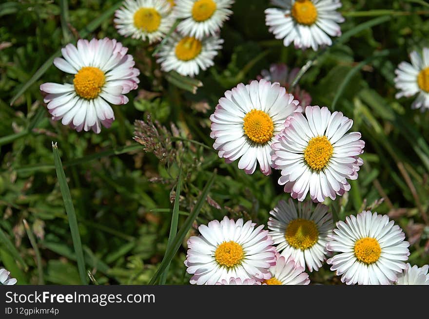 Photography Of Common European Daisy Flowers Bellis Perennis