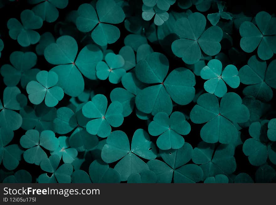 Natural green leaves of clover pattern background for design