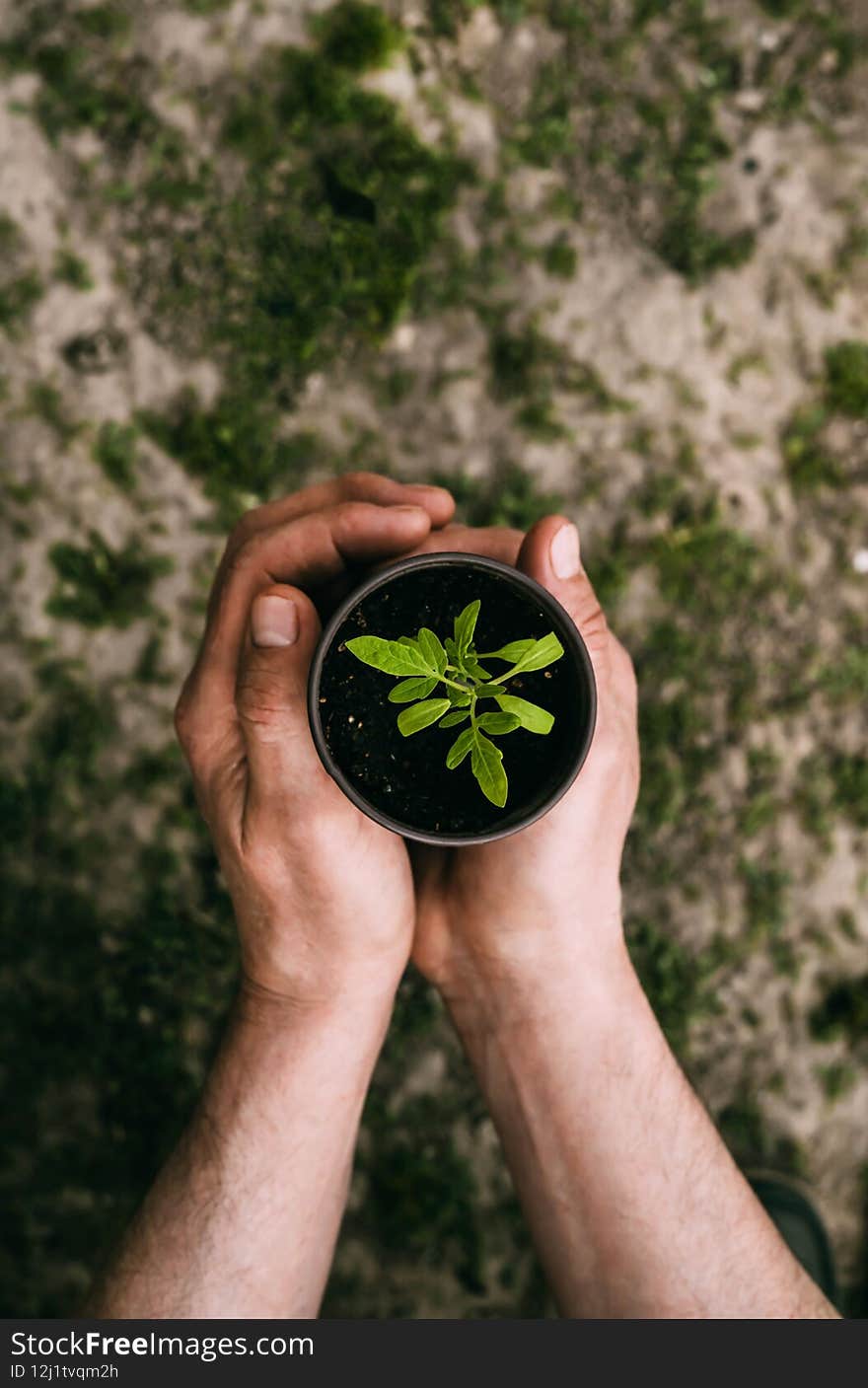 Vertical photo close-up of a man`s hand holding a seedling. Copyspace. Gardening. Vertical photo close-up of a man`s hand holding a seedling. Copyspace. Gardening