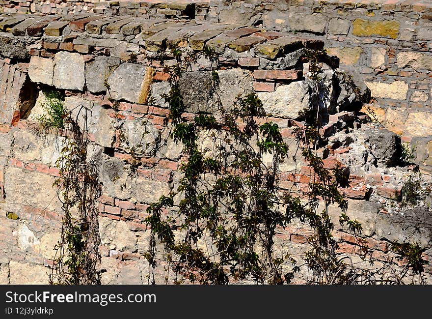 Old ruins of stone and brick wall. green wild grape vine growing over top the wall. spalling stone structure. bright spring light. selective focus. fresh green shoots on the plants. abandoned location