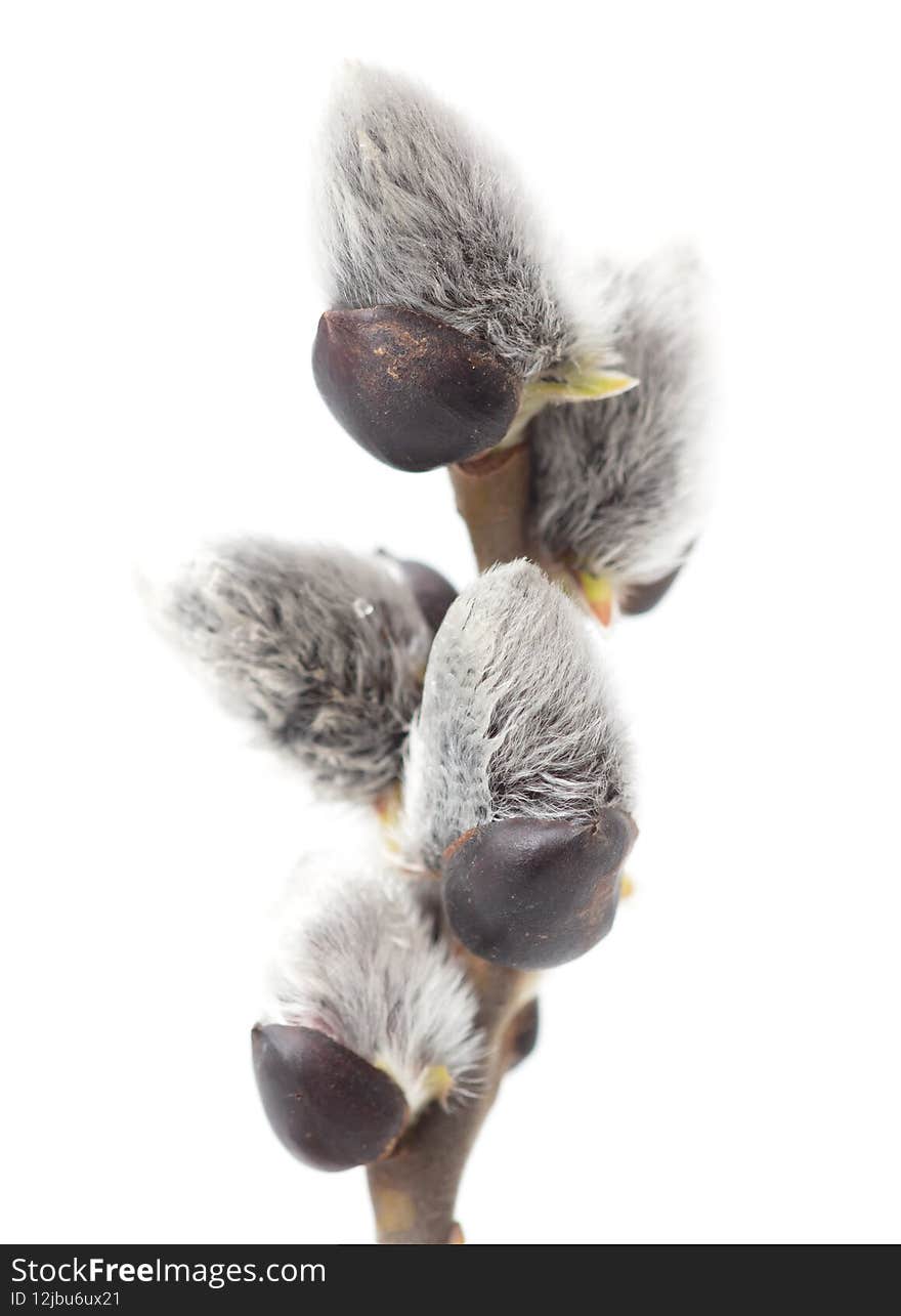 Willow branch isolated on white background.