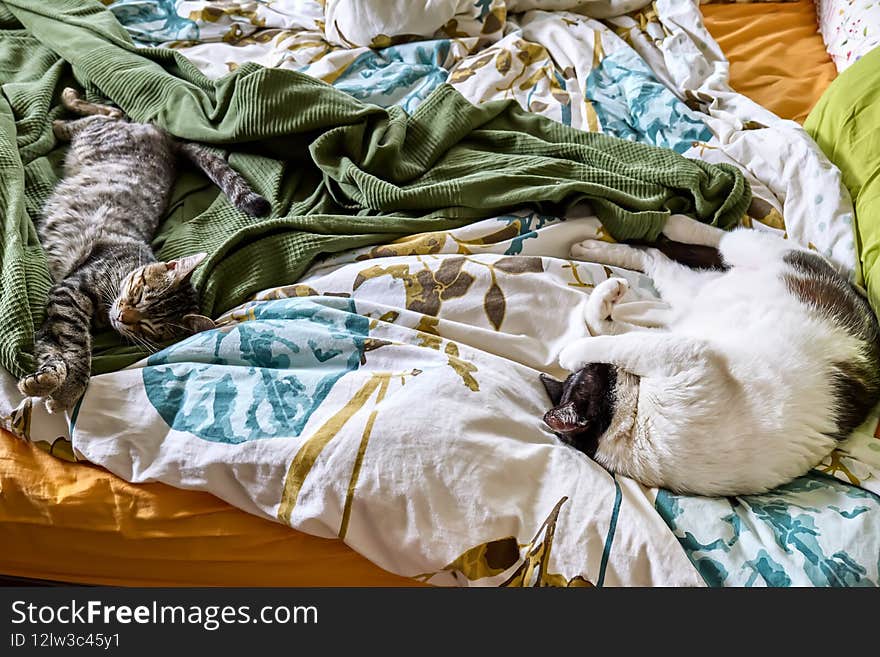 Two funny impudent cheeky lazy cats sleep on the bed with ruffled sheets. Domestic cats.