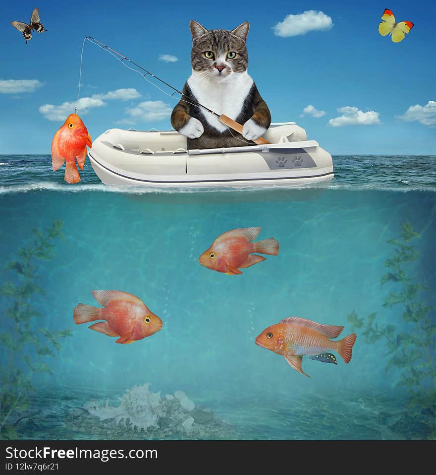 Cat colored caught gold fish from rubber boat
