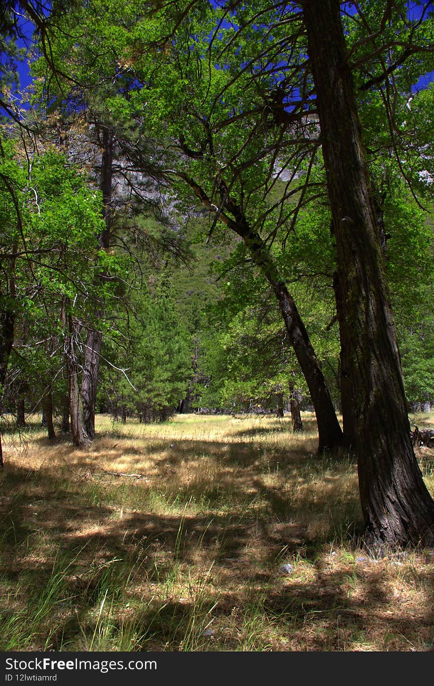 Half Dome Mountain Peaking In The Trees In Yosemite